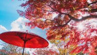 紅葉シーズン真っ盛り！デートにおすすめの絶景紅葉スポット4選＜関東編＞